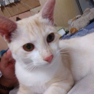 nisaa chichii profile icon