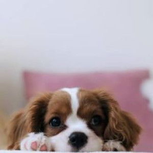 Queenie Heart profile icon