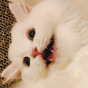 Minnie Thirawaradechakul profile icon