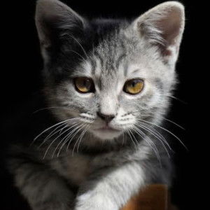 Dwi Ajeng profile icon