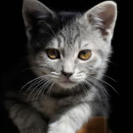 Dwi Ajeng profile icon