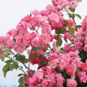 Aisha Oktaviana profile icon