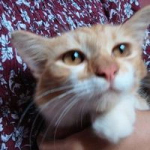 Putrii Putrii profile icon