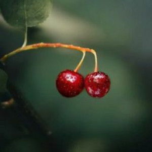 Aisa Siti profile icon