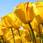 Fatin Jammy profile icon