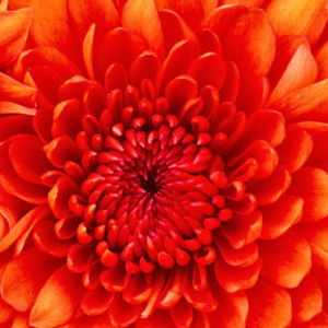 Taibah Rafidah profile icon