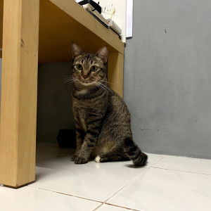 Lilo “STARDUST” Lulu profile icon