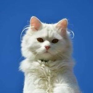 Nurhasikin Mana profile icon