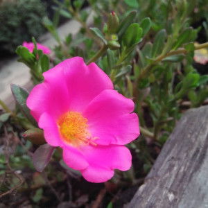 Ayu Ratna profile icon