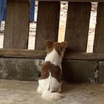 Peanuts Butter profile icon
