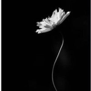 ยัยลูกหมู เด็กขี้น้อยใจ profile icon