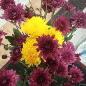 Emi Watson profile icon