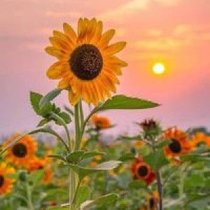 Caalermporn Paencharoen profile icon