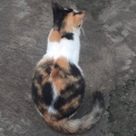 Sari Kurnia profile icon