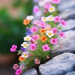 Kurniati profile icon