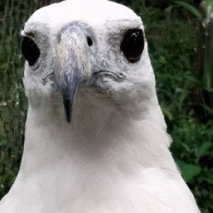 tiwol chanel profile icon