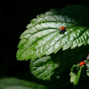 Widie Asih profile icon