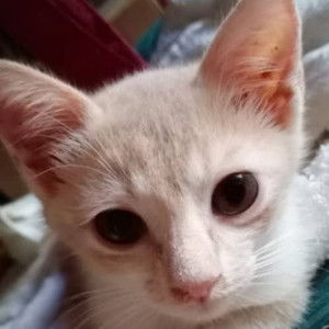 Zura Danisha profile icon