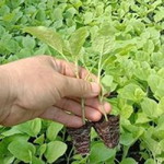 น้ำตา สีชมพู profile icon