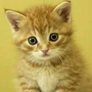 Ayu Wardani profile icon