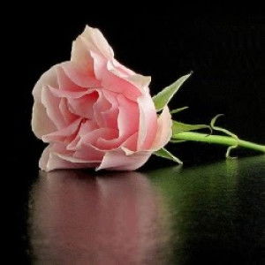 Nur Fatihah binti Rajeli profile icon