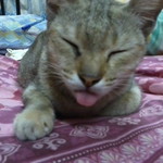 balqis zahari profile icon