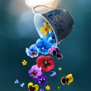 Miza Afifab profile icon