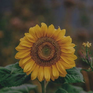 Novyra Nuana profile icon