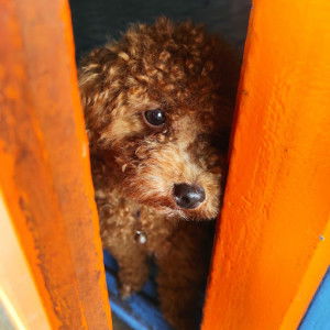 Jenny Veronica profile icon