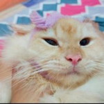 Tifany Amanda profile icon