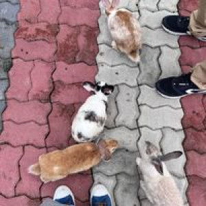 Sue Lynda profile icon