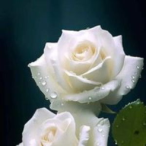 ณัฐพงศ์ เมฆสว่าง profile icon