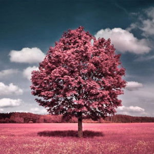 Amal eezaty profile icon