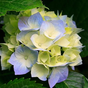 Hazareen Akmal profile icon