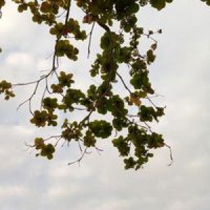 Nazmi Aulia profile icon