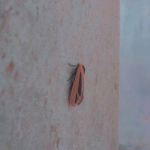 Nita Triliana profile icon