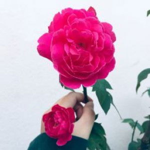 Izzatul Husna profile icon