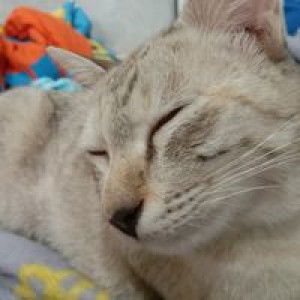 สวัสดี สวัสดี profile icon