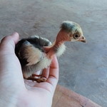 Sarlina profile icon