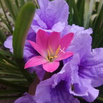 Eliana Firdian profile icon