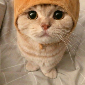 Dias Agita putri profile icon