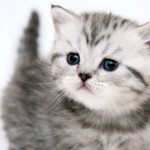 nur adillah profile icon