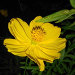 Vinadwi Agustin profile icon