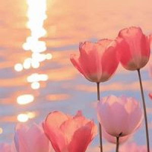 Learsi Gomez profile icon