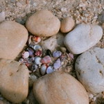 Anjar Amaliya profile icon