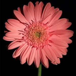 Neng Lia Siti M profile icon