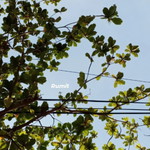 Siti Aisah profile icon