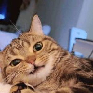 Teh Mpyy profile icon