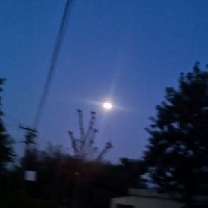 isha bedi profile icon