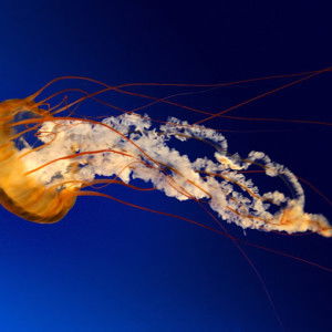 Anisa salsabila lubis profile icon